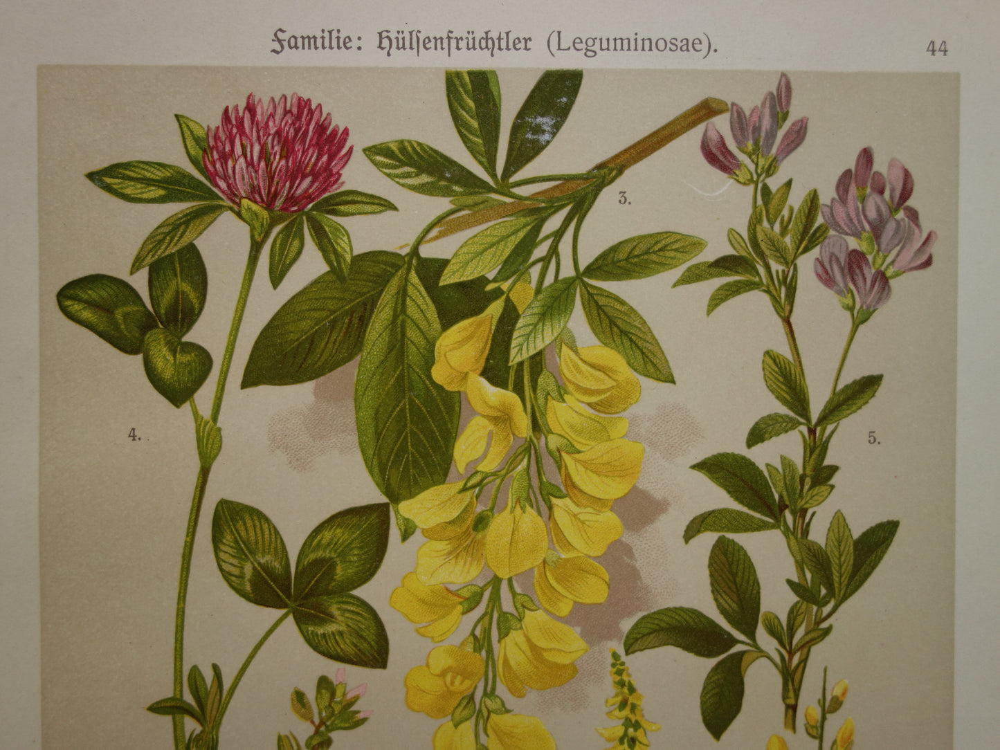 Vintage botanische prent Goudenregen - originele oude illustratie Brem Kattendoorn - botanie prenten bloemen