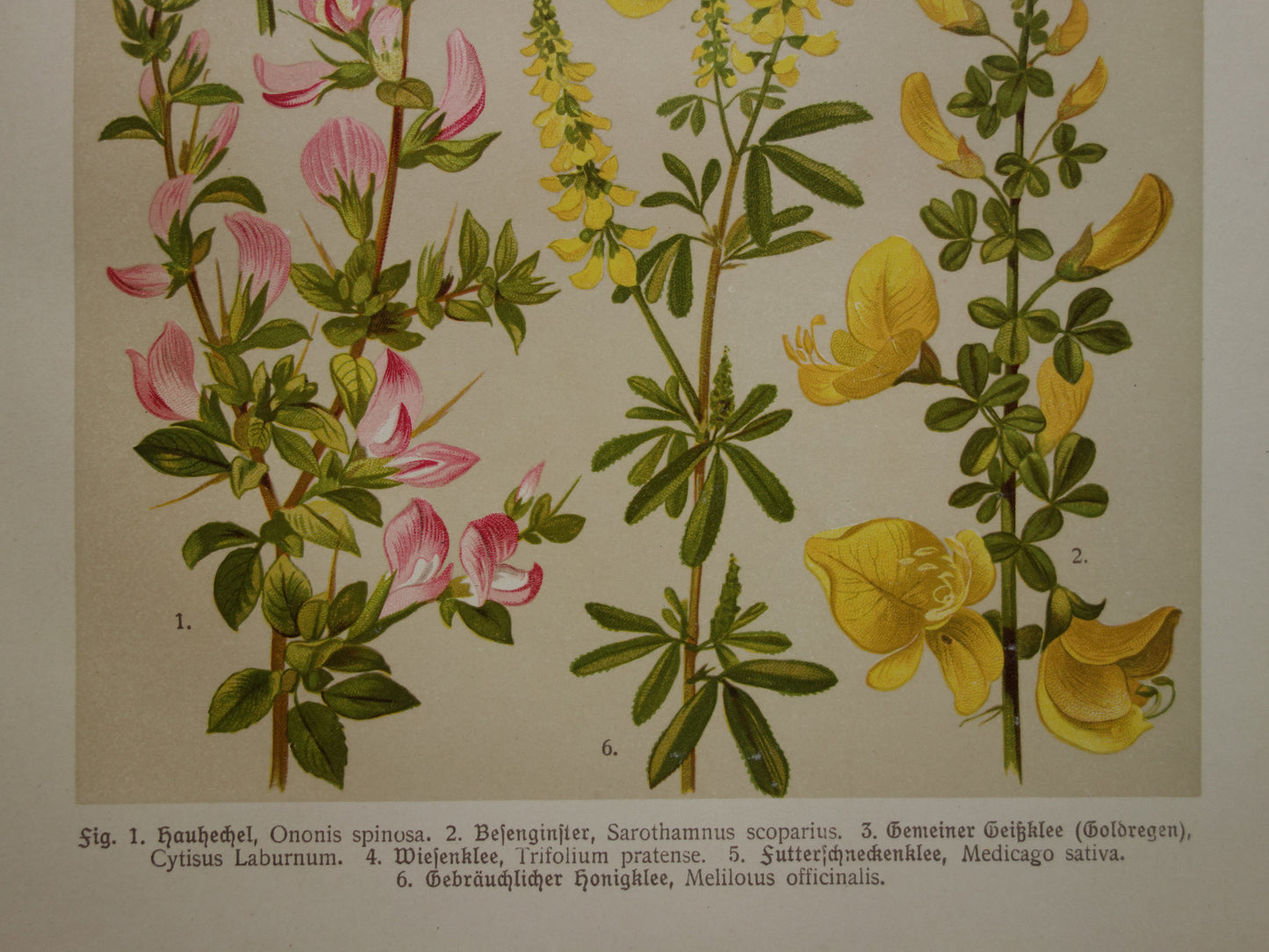 Vintage botanische prent Goudenregen - originele oude illustratie Brem Kattendoorn - botanie prenten bloemen