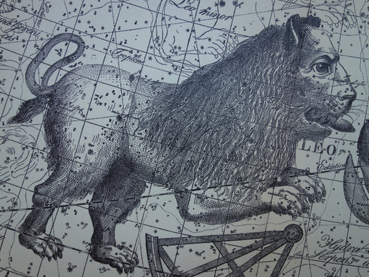 Sterrenbeeld leeuw oude antieke illustratie poster