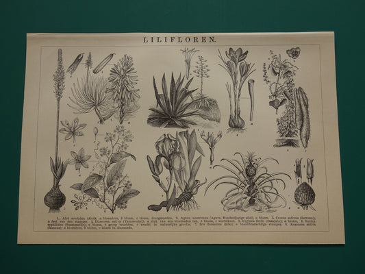 Antieke botanische illustratie Agave Ananas Iris Aloë Yam - Originele 115+ jaar oude Nederlandse botanie print - vintage zwart-wit prent