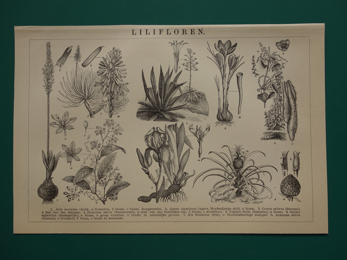 Antieke botanische illustratie Agave Ananas Iris Aloë Yam - Originele 115+ jaar oude Nederlandse botanie print - vintage zwart-wit prent