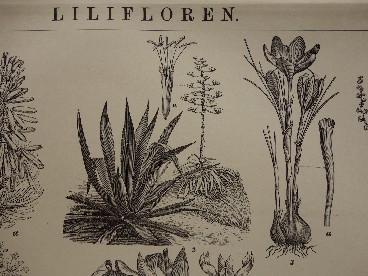 Antieke botanische illustratie Agave Ananas Iris Aloë Yam - Originele 115+ jaar oude Nederlandse botanie print - vintage zwart-wit prent