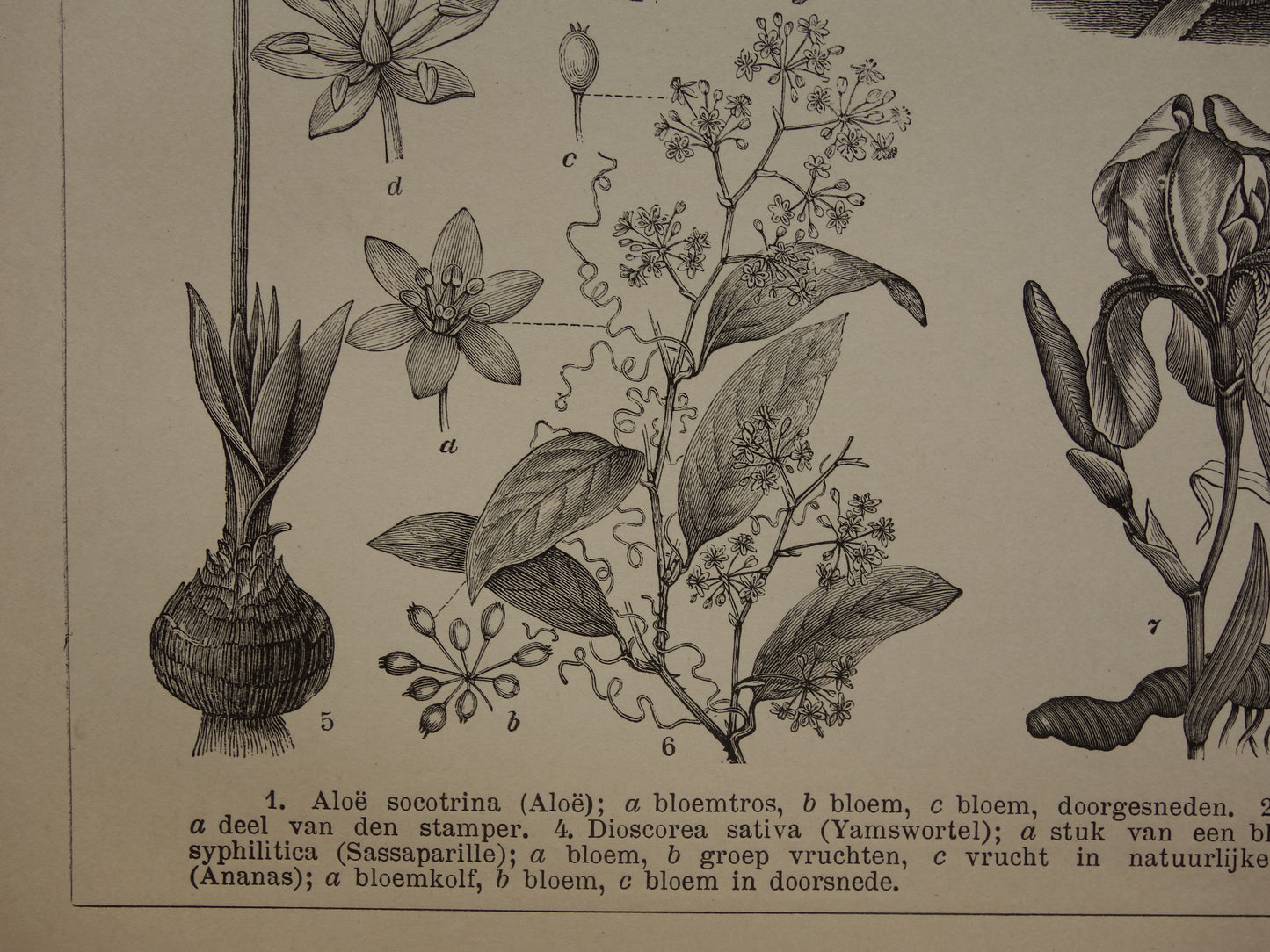 Antieke botanische illustratie Agave Ananas Iris Aloë Yam - Originele 115+ jaar oude Nederlandse botanie print - vintage zwart-wit prent