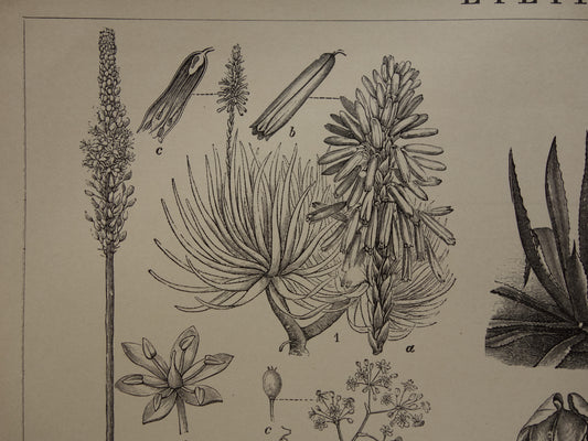 Antieke botanische illustratie Agave Ananas Iris Aloë Yam - Originele 115+ jaar oude Nederlandse botanie print - vintage zwart-wit prent