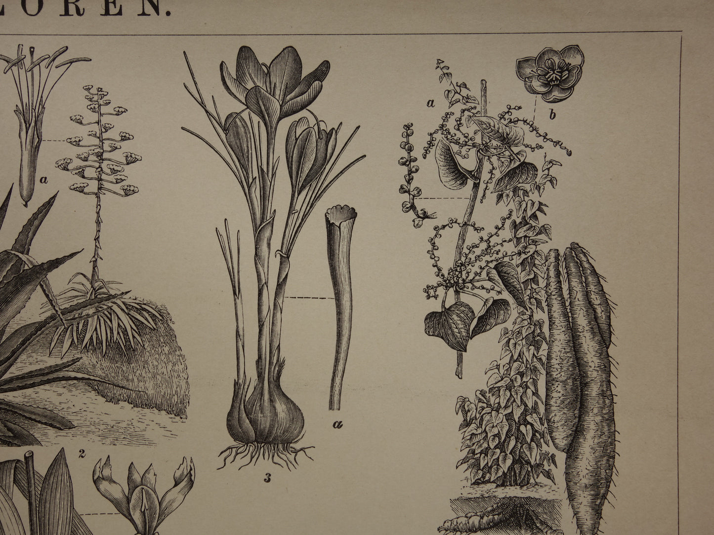 Antieke botanische illustratie Agave Ananas Iris Aloë Yam - Originele 115+ jaar oude Nederlandse botanie print - vintage zwart-wit prent