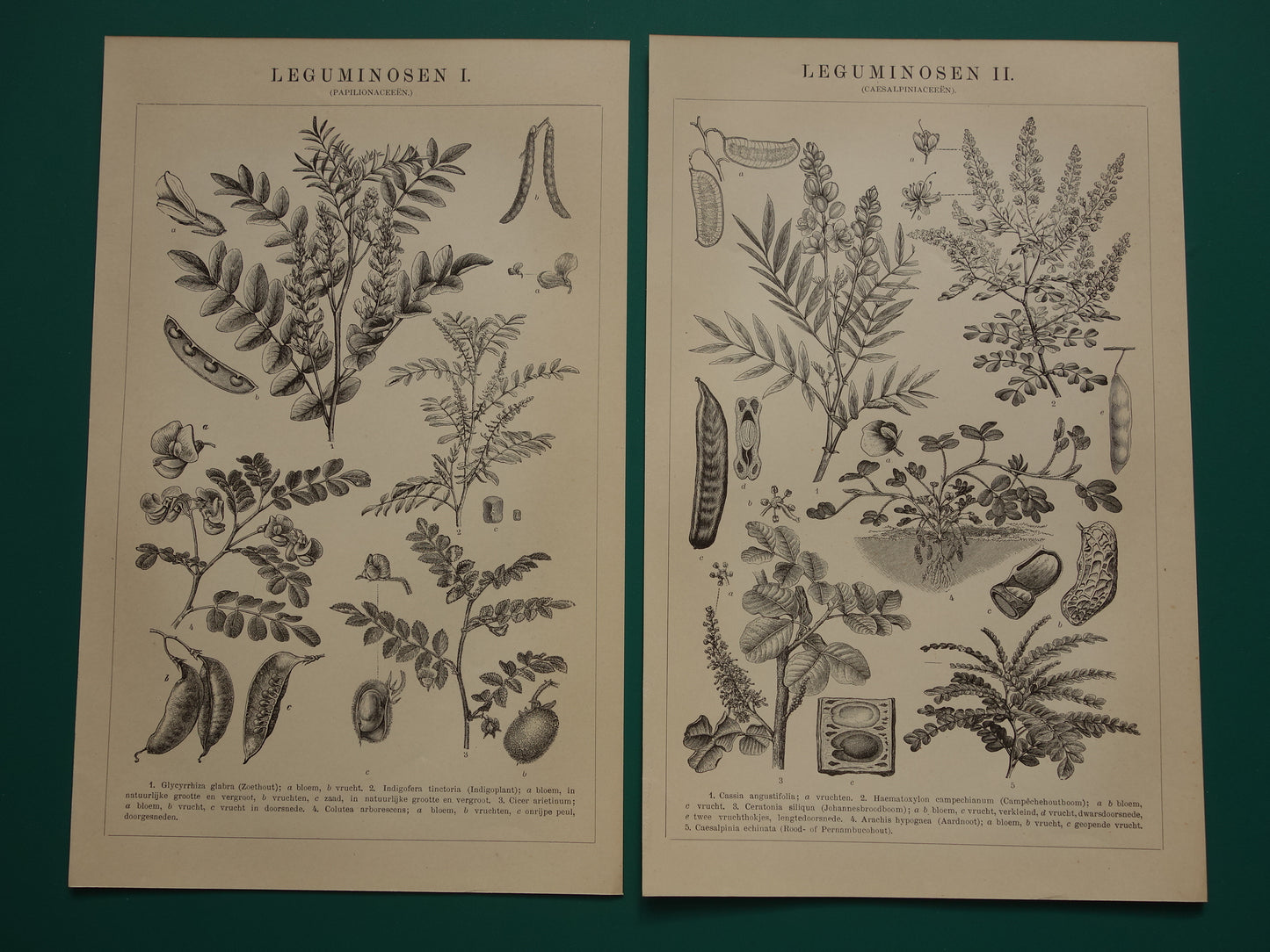 LEGUMINOSES Three old botanical prints about Legumes from the year 1909 - original antique illustration Legume - 3 vintage botany prints