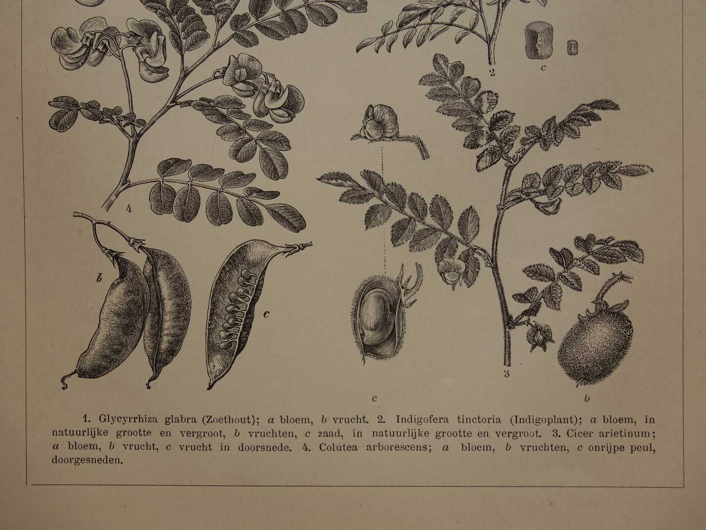 LEGUMINOSES Three old botanical prints about Legumes from the year 1909 - original antique illustration Legume - 3 vintage botany prints