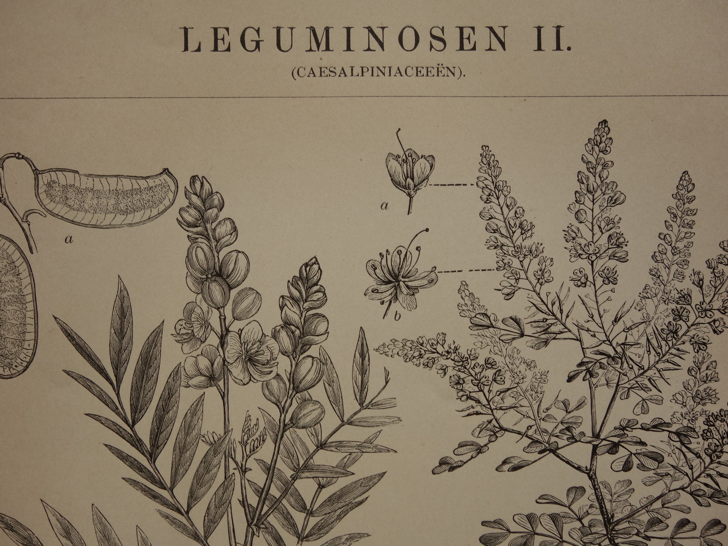 LEGUMINOSES Three old botanical prints about Legumes from the year 1909 - original antique illustration Legume - 3 vintage botany prints