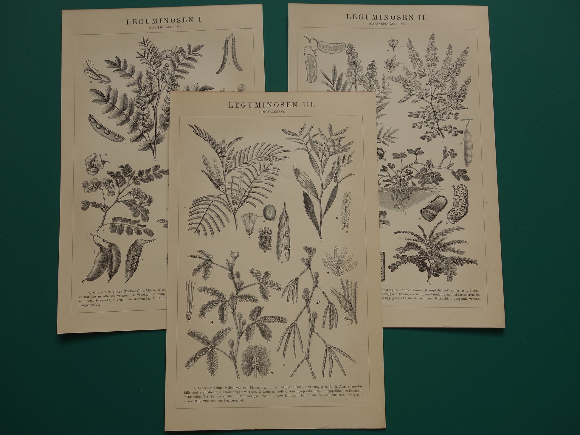 LEGUMINOSEN Drie oude botanische prenten over Peulvruchten uit het jaar 1909 - originele antieke illustratie Peulvrucht - 3 vintage botanie prints