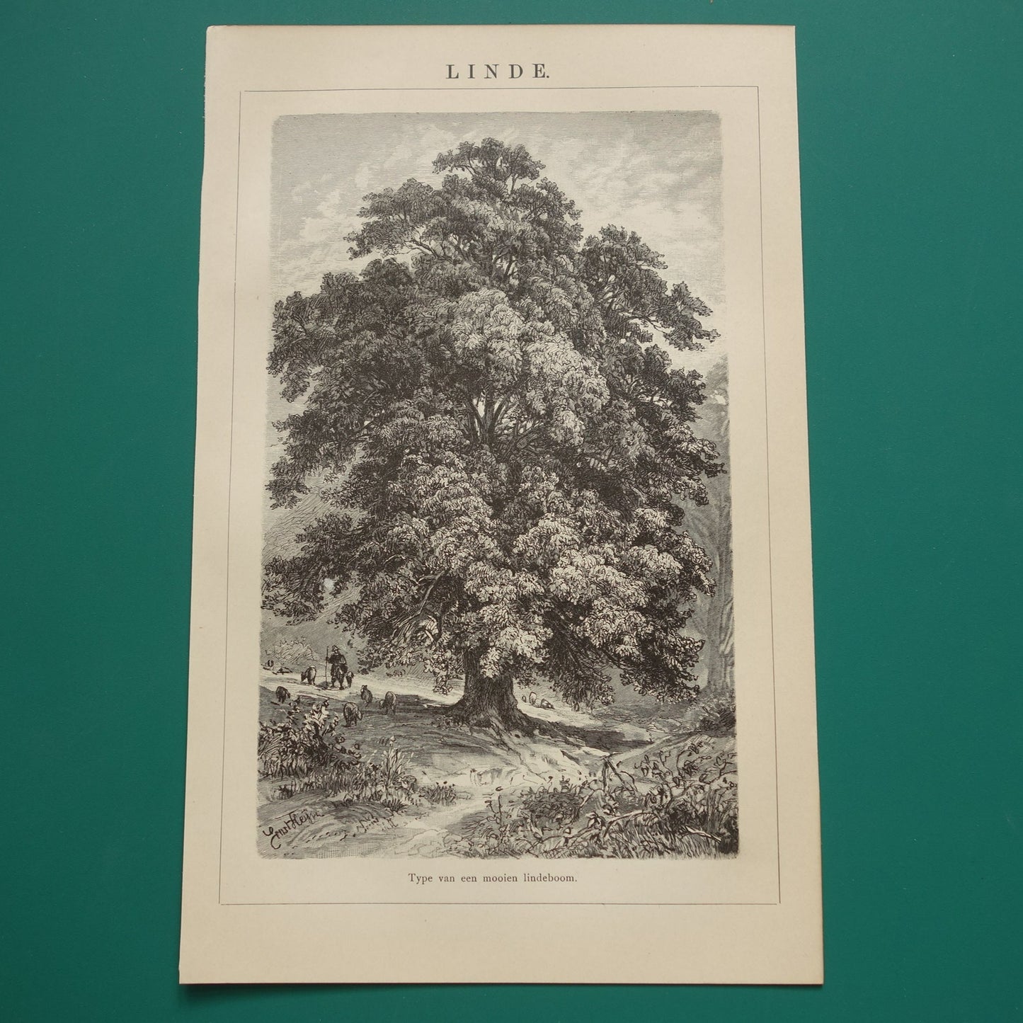 LINDE antieke botanische illustratie - Originele 115+ jaar oude Nederlandse botanie print van een Lindeboom - vintage zwart-wit prent