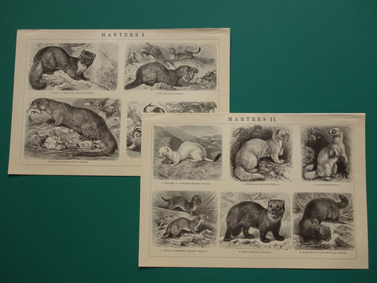 Twee oude dieren prenten over marters uit het jaar 1909 originele antieke illustratie Marter Otter Fret Hermelijn - 2 vintage prints marterachtigen