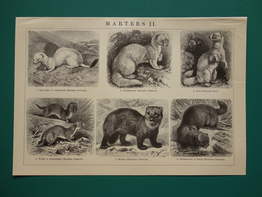 Twee oude dieren prenten over marters uit het jaar 1909 originele antieke illustratie Marter Otter Fret Hermelijn - 2 vintage prints marterachtigen