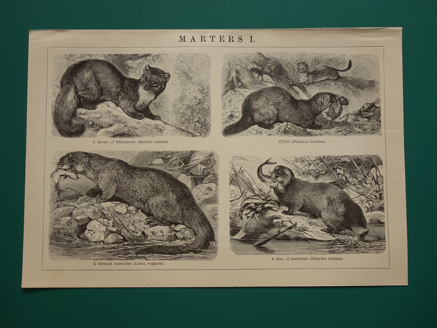 Twee oude dieren prenten over marters uit het jaar 1909 originele antieke illustratie Marter Otter Fret Hermelijn - 2 vintage prints marterachtigen