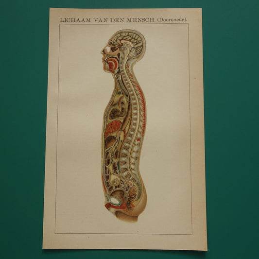 Kleine antieke anatomische illustratie Romp en Hoofd dwarsdoorsnede - Originele 115+ jaar oude Nederlandse anatomie print