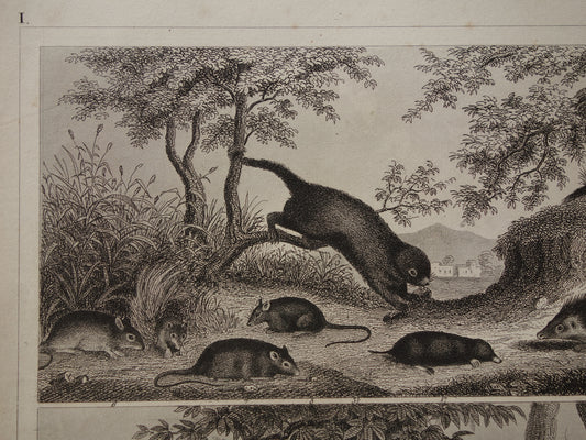 Antieke Prent van Knaagdieren Originele 170+ jaar oude illustratie Muizen Eekhoorn Marmot Rat vintage print
