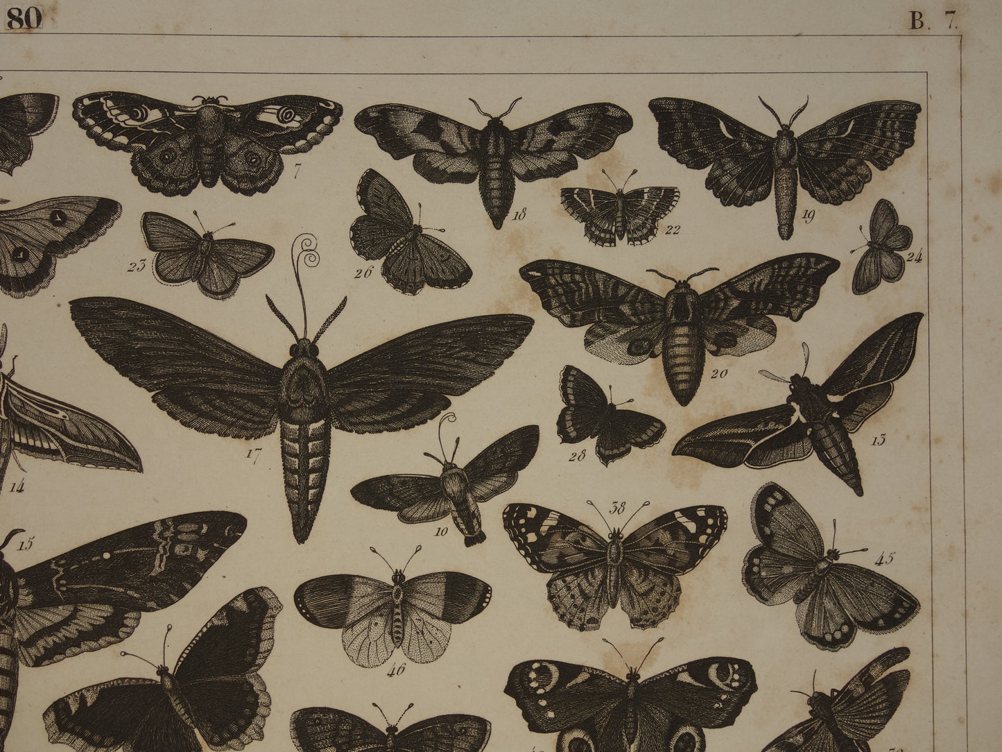 Vintage illustratie Vlinders - Originele antieke vlinder prent uit 1849 - Oude prints van insecten
