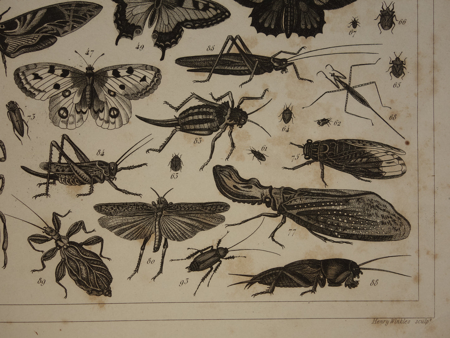 Vintage illustratie Vlinders - Originele antieke vlinder prent uit 1849 - Oude prints van insecten