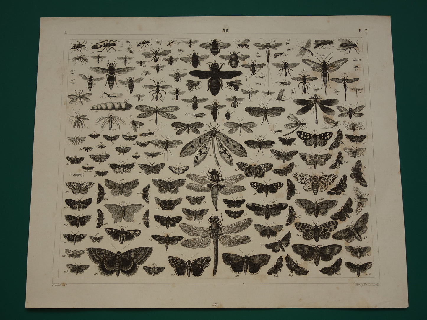 VLINDERS Oude prent Vlinder Mot en andere insecten - Originele antieke illustratie uit 1849 - Vintage Vlinder prints