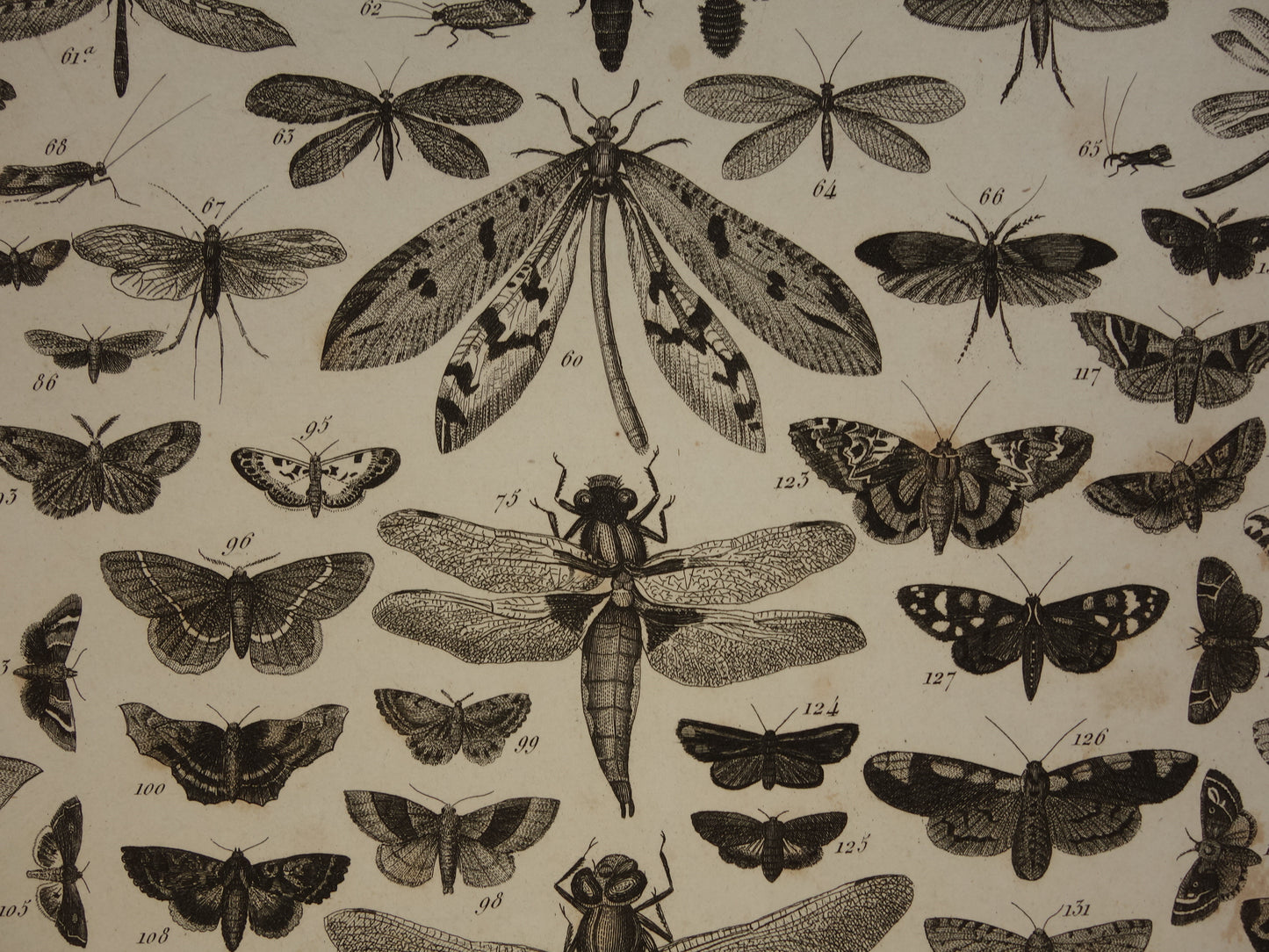 VLINDERS Oude prent Vlinder Mot en andere insecten - Originele antieke illustratie uit 1849 - Vintage Vlinder prints