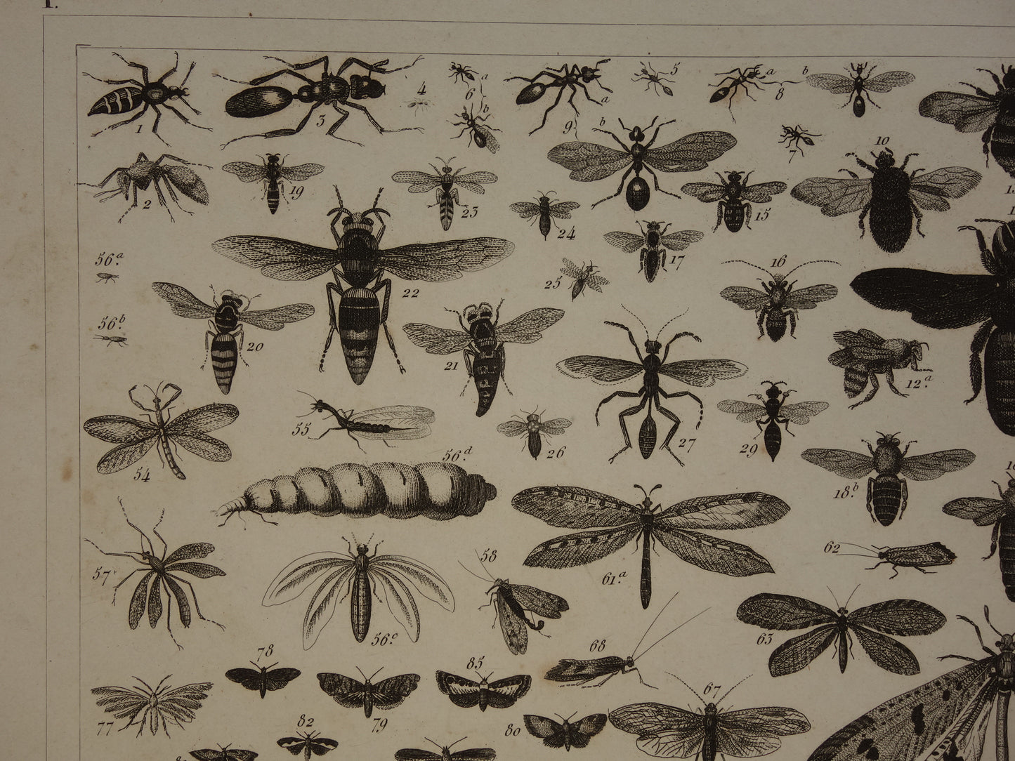 VLINDERS Oude prent Vlinder Mot en andere insecten - Originele antieke illustratie uit 1849 - Vintage Vlinder prints