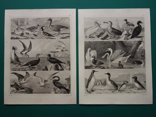 WATERVOGELS Set van 2 antieke Prenten Eend Zwaan Gans Originele 170+ jaar oude vogel illustratie Fuut Pelikaan vintage print