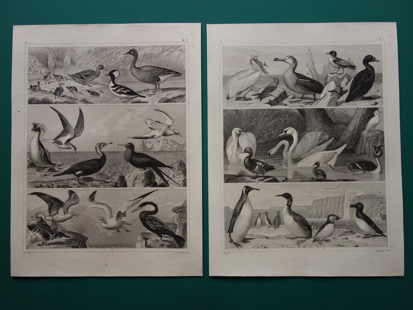 WATERVOGELS Set van 2 antieke Prenten Eend Zwaan Gans Originele 170+ jaar oude vogel illustratie Fuut Pelikaan vintage print