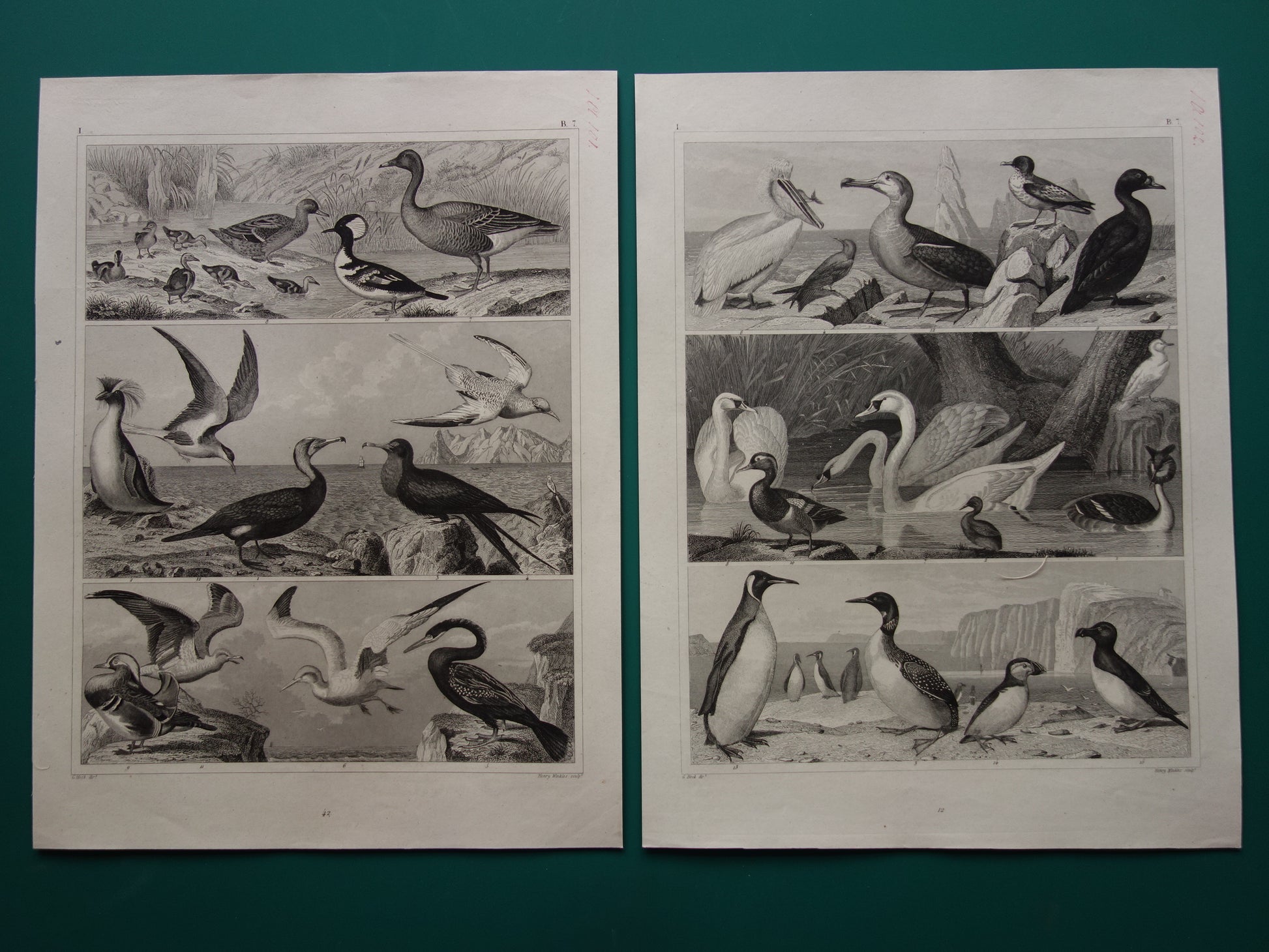 WATERVOGELS Set van 2 antieke Prenten Eend Zwaan Gans Originele 170+ jaar oude vogel illustratie Fuut Pelikaan vintage print