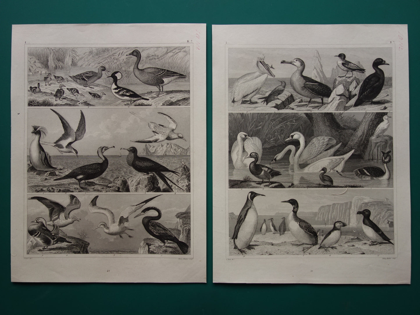 WATERVOGELS Set van 2 antieke Prenten Eend Zwaan Gans Originele 170+ jaar oude vogel illustratie Fuut  Pelikaan vintage print