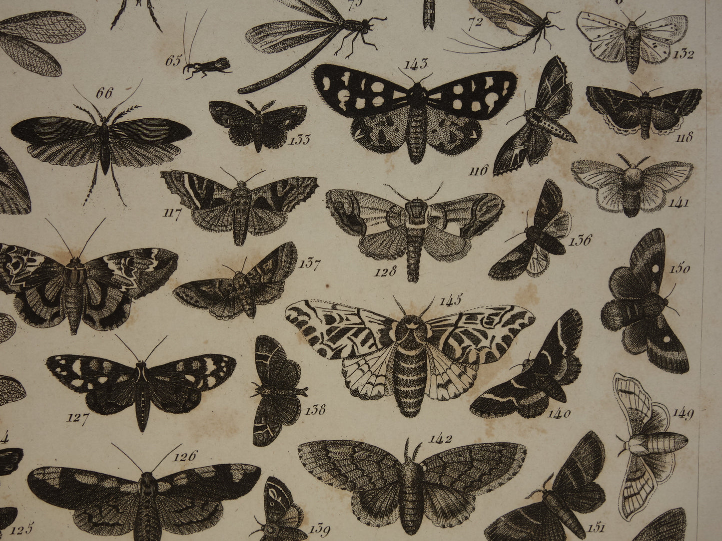 VLINDERS Oude prent Vlinder Mot en andere insecten - Originele antieke illustratie uit 1849 - Vintage Vlinder prints