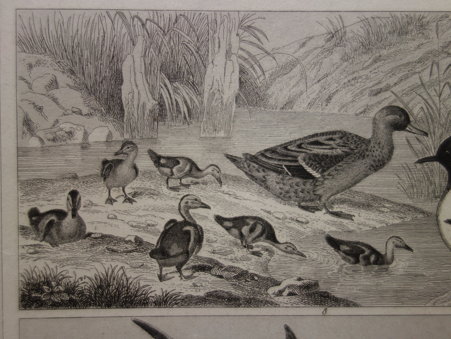 WATERVOGELS Set van 2 antieke Prenten Eend Zwaan Gans Originele 170+ jaar oude vogel illustratie Fuut  Pelikaan vintage print