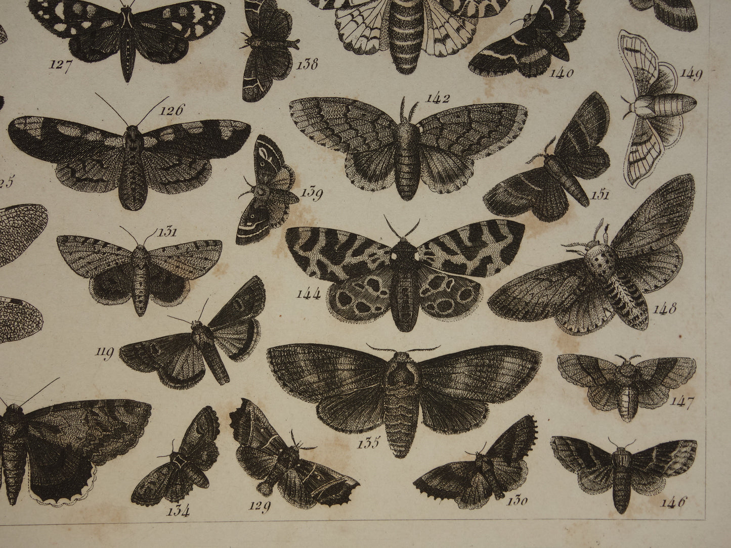 VLINDERS Oude prent Vlinder Mot en andere insecten - Originele antieke illustratie uit 1849 - Vintage Vlinder prints