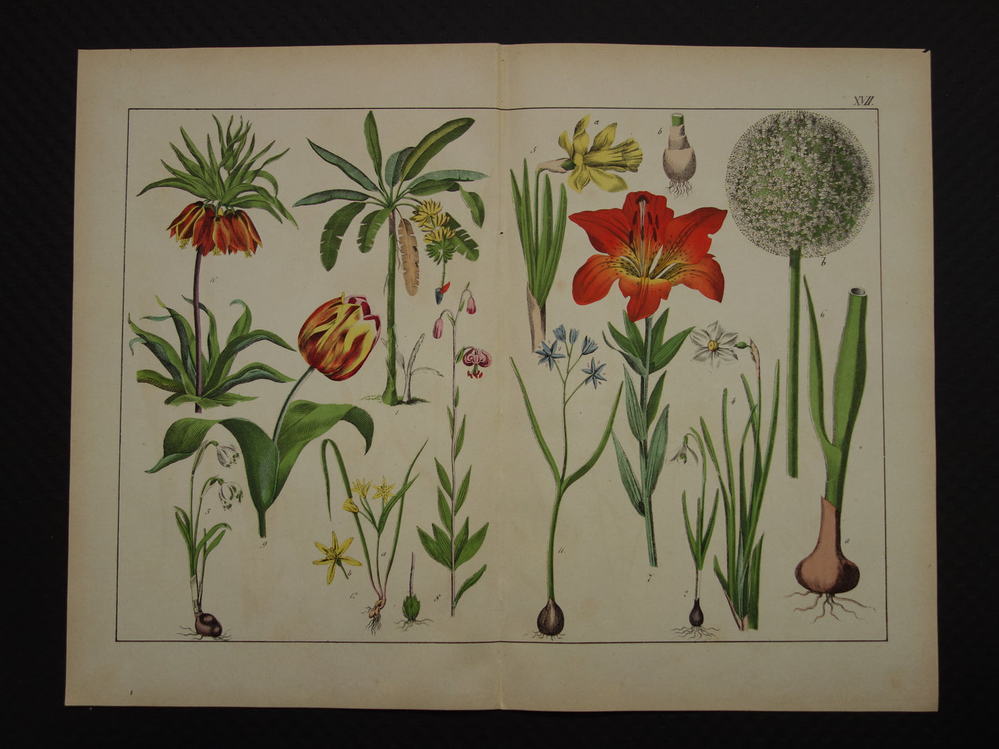 TULP Oude Botanische Prent uit 1874 Lelie Narcis Antieke Illustratie - Originele Vintage Bloemen Print