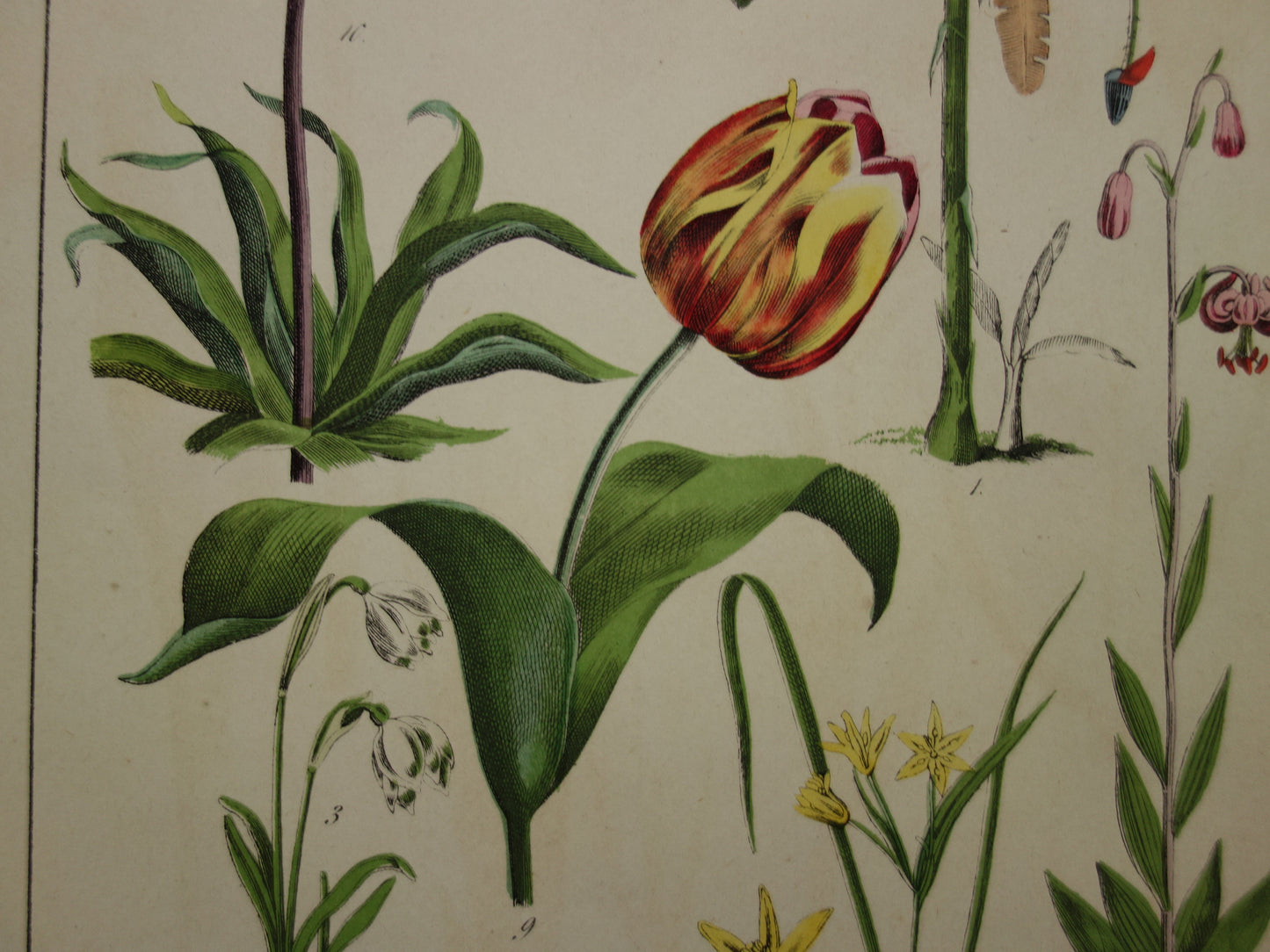 TULIP Old Botanical Print from 1874 Lily Narcissus Antique Illustration - Original Vintage Flower Print