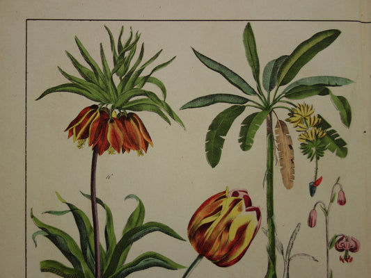 TULP Oude Botanische Prent uit 1874 Lelie Narcis Antieke Illustratie - Originele Vintage Bloemen Print