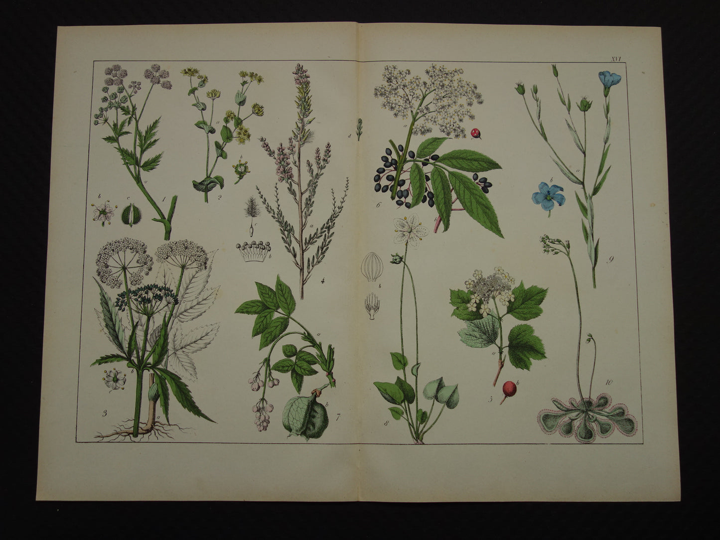 Oude Botanische Prent uit 1874 Antieke Bloemen Illustratie - Originele Vintage Botanie Print