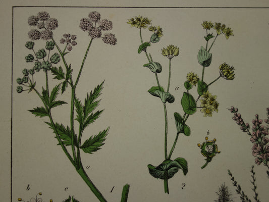 Oude Botanische Prent uit 1874 Antieke Bloemen Illustratie - Originele Vintage Botanie Print