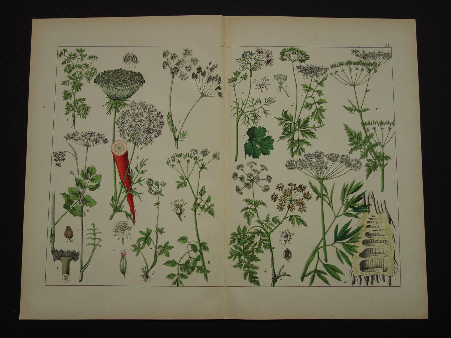 Oude Botanische Prent uit 1874 Wilde wortel Peterselie Steenbreek Antieke Illustratie - Originele Vintage Bloemen Print