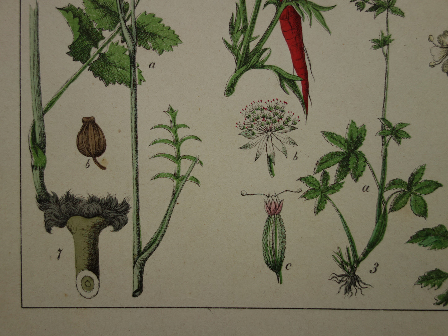 Oude Botanische Prent uit 1874 Wilde wortel Peterselie Steenbreek Antieke Illustratie - Originele Vintage Bloemen Print