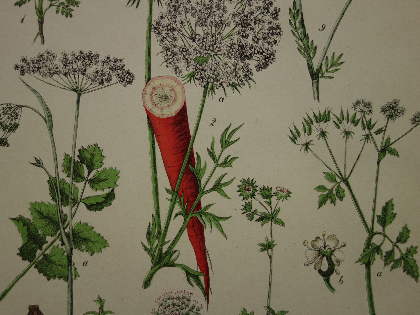 Oude Botanische Prent uit 1874 Wilde wortel Peterselie Steenbreek Antieke Illustratie - Originele Vintage Bloemen Print