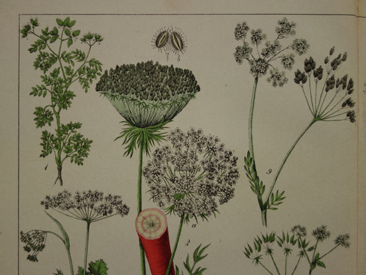 Oude Botanische Prent uit 1874 Wilde wortel Peterselie Steenbreek Antieke Illustratie - Originele Vintage Bloemen Print