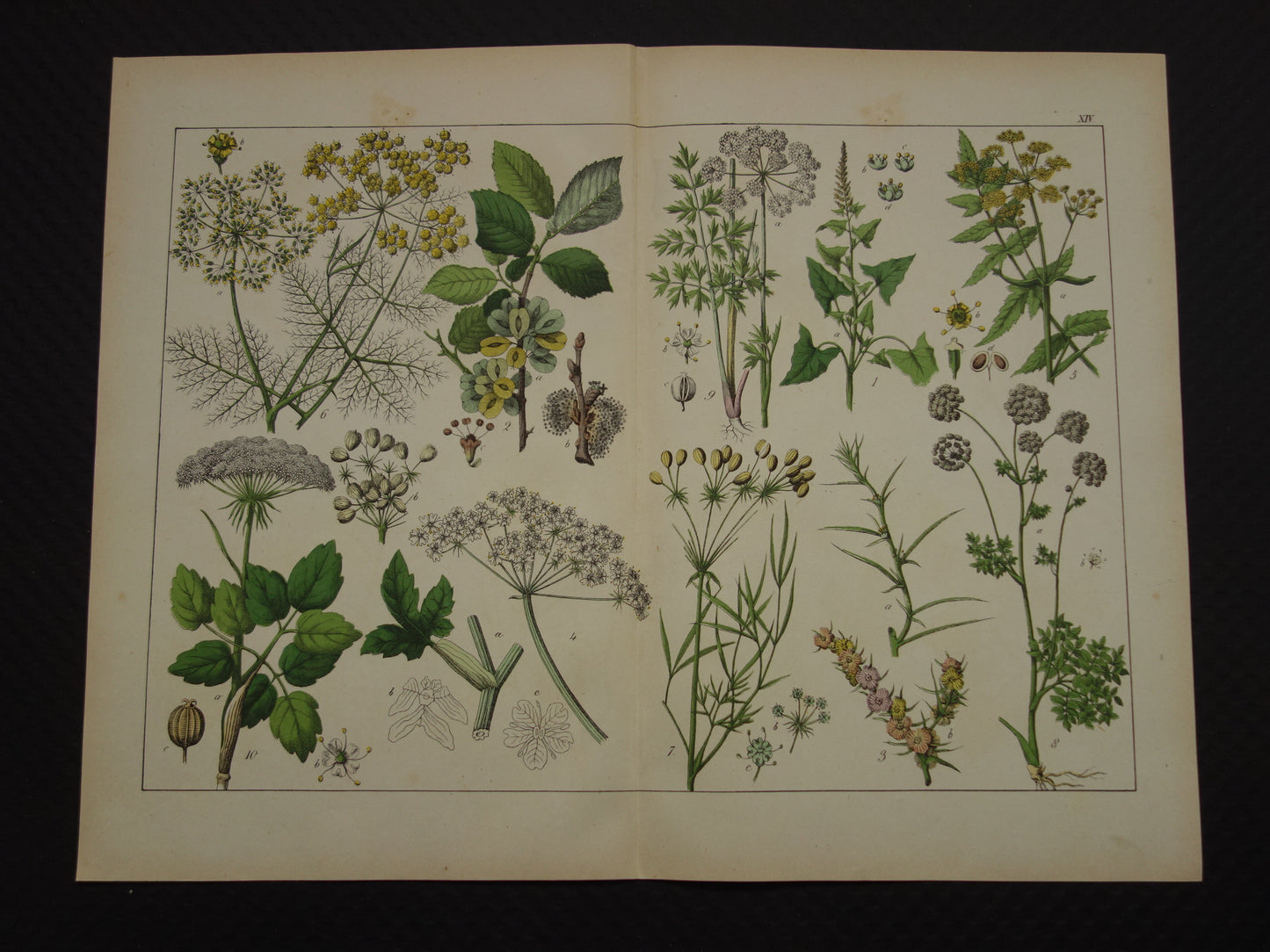 150+ Jaar Oude Botanische Prent Venkel Pastinaak Antieke Illustratie - Originele Vintage Bloemen Print