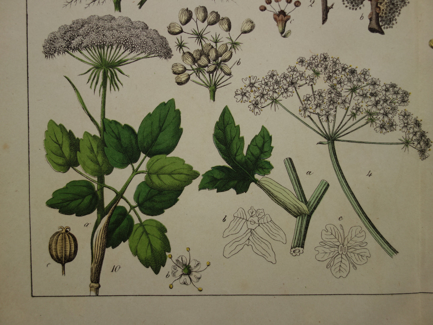 150+ Jaar Oude Botanische Prent Venkel Pastinaak Antieke Illustratie - Originele Vintage Bloemen Print