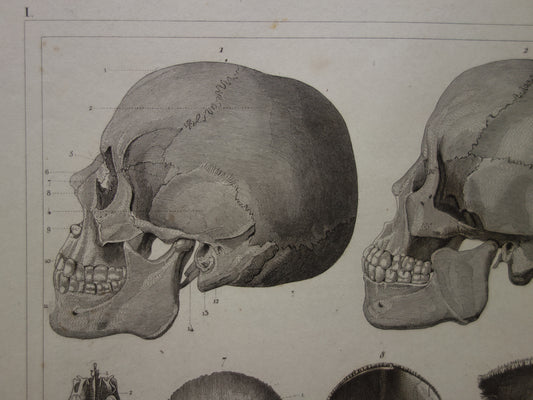 SCHEDELS oude anatomie print over Schedel Antieke prent Vintage anatomische illustratie prent