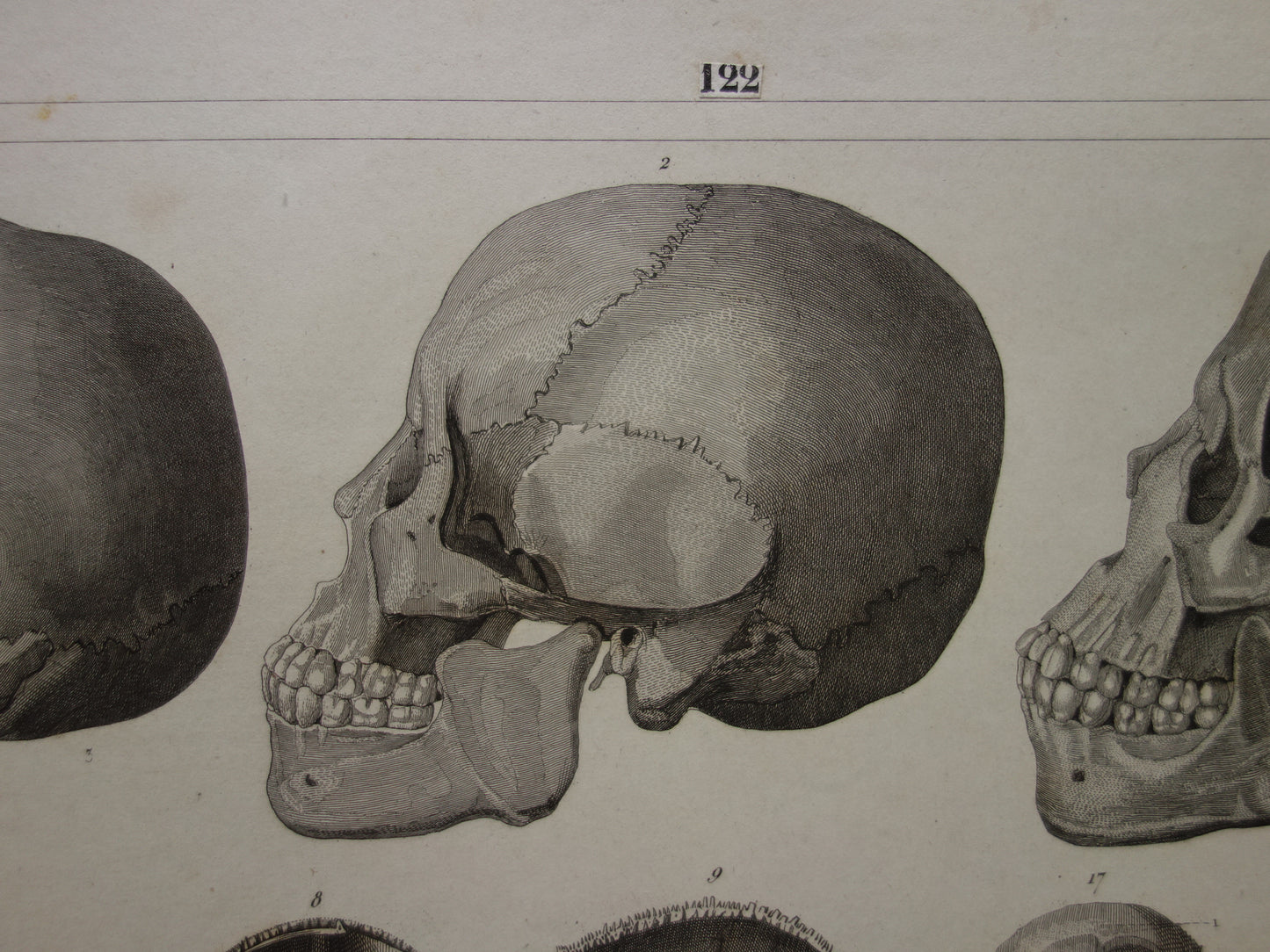 SCHEDELS oude anatomie print over Schedel Antieke prent Vintage anatomische illustratie prent