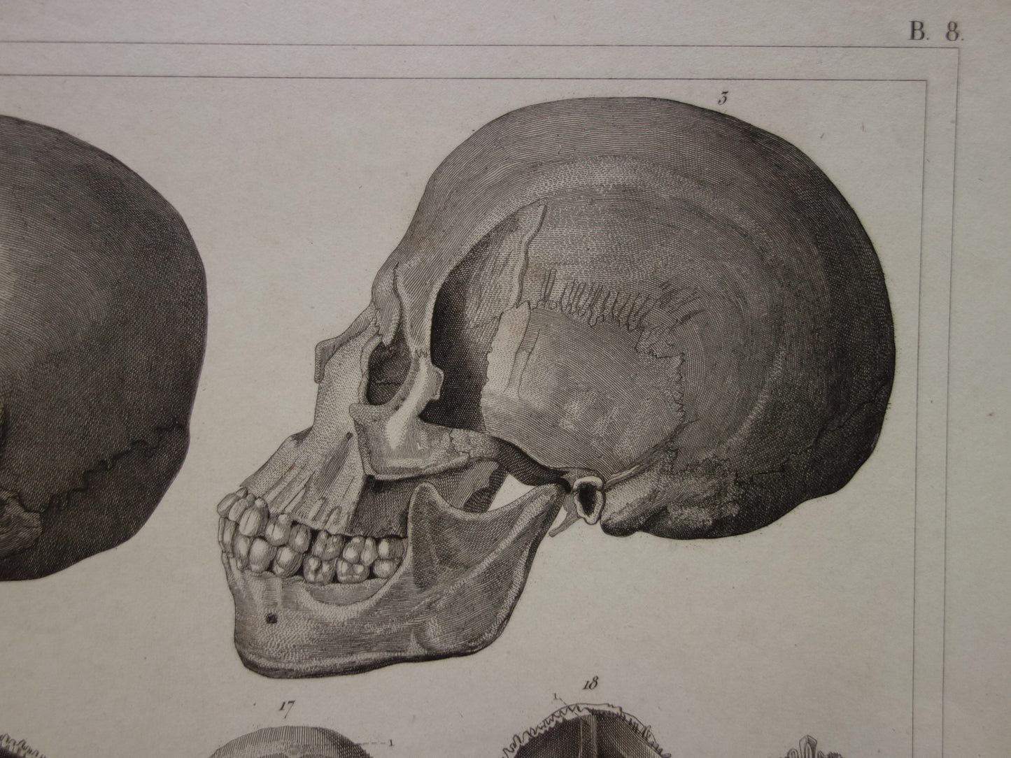 SCHEDELS oude anatomie print over Schedel Antieke prent Vintage anatomische illustratie prent