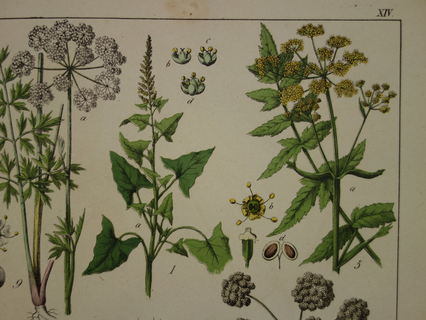 150+ Jaar Oude Botanische Prent Venkel Pastinaak Antieke Illustratie - Originele Vintage Bloemen Print