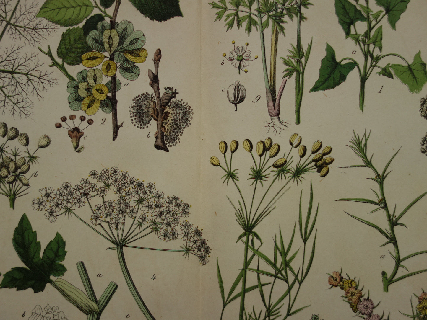 150+ Jaar Oude Botanische Prent Venkel Pastinaak Antieke Illustratie - Originele Vintage Bloemen Print