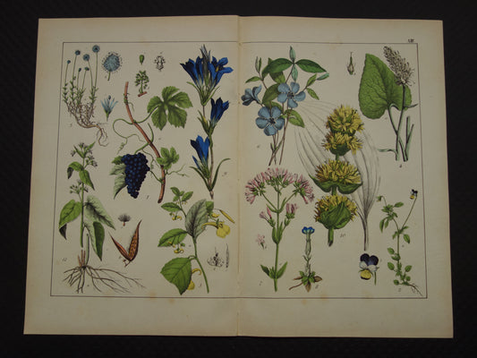 Oude Botanische Prent uit 1874 Gentiaan Mirte Druif Antieke Illustratie - Originele Vintage Bloemen Print