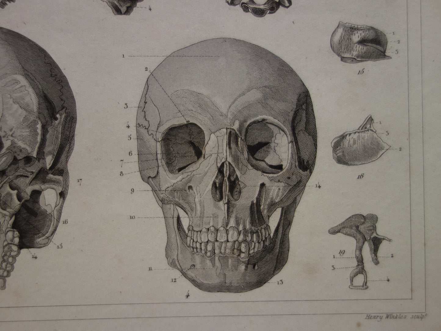 SCHEDELS oude anatomie print over Schedel Antieke prent Vintage anatomische illustratie prent