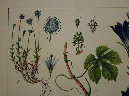 Oude Botanische Prent uit 1874 Gentiaan Mirte Druif Antieke Illustratie - Originele Vintage Bloemen Print